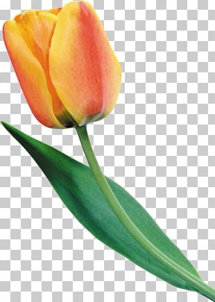 Tulip Plant Stem Flower Yellow Cut Flowers Png Clipart Bud Crop Cut