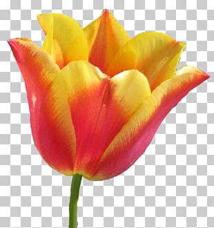 Tulip Plant Stem Flower Yellow Cut Flowers Png Clipart Bud Crop Cut