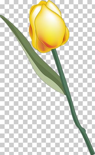 Tulip Plant Stem Flower Yellow Cut Flowers PNG Clipart Bud Crop Cut