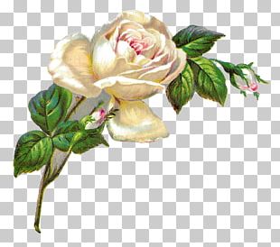 Still Life Pink Roses Vintage Roses Beautiful Varieties For Home And