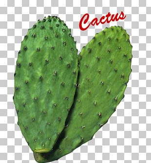 Barbary Fig Eastern Prickly Pear Cactaceae Beavertail Cactus Plant Png