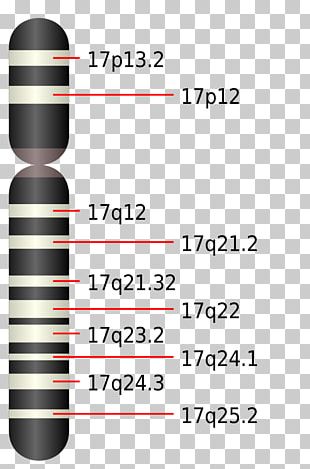 Chromosome Abnormality Deletion Digeorge Syndrome Mutation Png Clipart