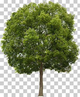 Tree Architectural Rendering Alpha Compositing PNG Clipart Alpha