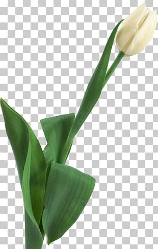 Tulip Cut Flowers Plant Stem Leaf Petal PNG Clipart Arum Arum Lilies