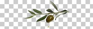 Olive Oil Tree Aceitunas Ali Adas Png Clipart Aceitunas Branch