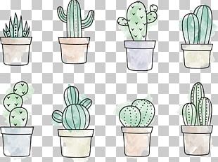 Cactaceae Drawing Square Png Clipart Algebra Cactaceae Cactus