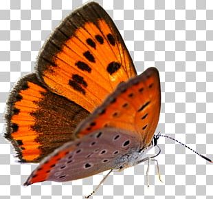 Butterfly Data Compression PNG
