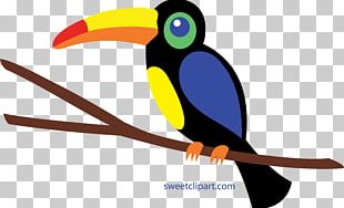 Bird Toucan PNG