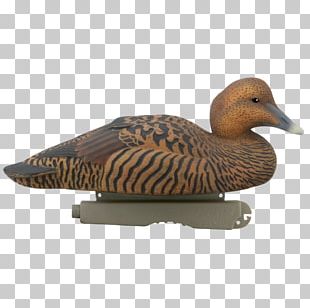 Mallard Goose Duck Common Eider King Eider PNG