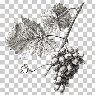 Wine Common Grape Vine Grape Leaves Illustration PNG