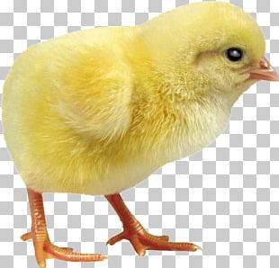 Chicken Incubator Debeaking Duck Egg Incubation PNG