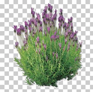 English Lavender French Lavender Plants Bee Subshrub Png Clipart Bee Common Daisy Davis English Lavender French Lavender Free Png Download
