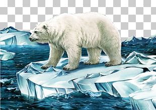 Polar Bear Illustrator Illustration PNG