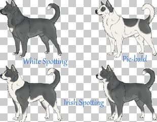 Lapponian Herder Siberian Husky Seppala Siberian Sleddog JÃ¤mthund Canaan Dog PNG
