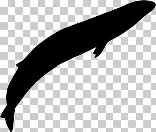Computer Icons Cetaceans Gray Whale Encapsulated PostScript PNG