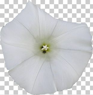 Stock Photography Lightbox PNG