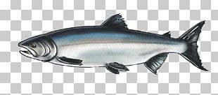 Coho Salmon Chinook Salmon Oily Fish PNG, Clipart, Anatomy, Animals ...