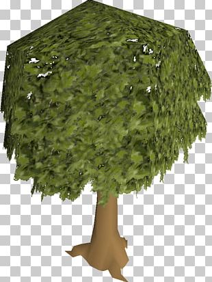 Tree Window Woody Plant Png Clipart Agac Agac Resimleri