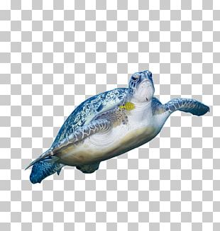 Green Sea Turtle Hawaii PNG, Clipart, Animal, Animals, Artwork, Black ...