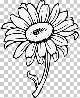 Common Sunflower Drawing White Black PNG, Clipart, Black, Black And ...