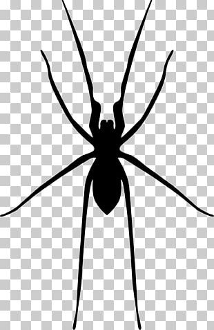 Insect Spiders Pest PNG, Clipart, Animal, Animals, Armored, Beetle ...