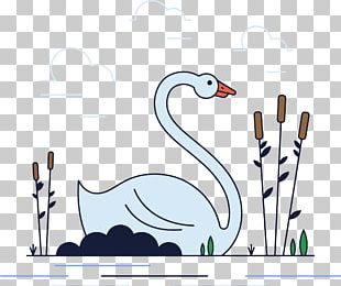 Cygnini Goose Duck PNG