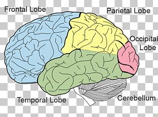 Occipital Lobe Lobes Of The Brain Parietal Lobe Frontal Lobe Temporal ...