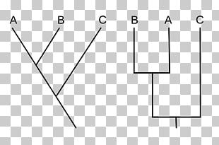 Cladistics Cladogram Biology Phylogenetics Taxon PNG