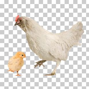 Hen PNG Images, Hen Clipart Free Download