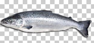 Sardine Smoked Salmon Fish Products Atlantic Salmon PNG, Clipart ...