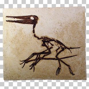 Free: Pterosaurs PNG File Download Free 