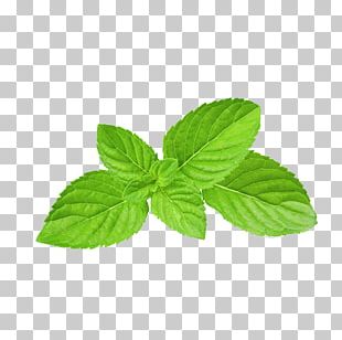 mint plant clipart free