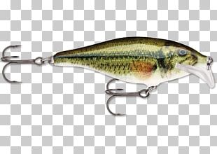 Northern Pike Rapala Fishing Baits & Lures PNG, Clipart, Amp, Angling,  Area, Bait, Bait Fish Free PNG Download
