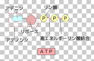 Adenosine Triphosphate Biology Adenosine Diphosphate High-energy ...