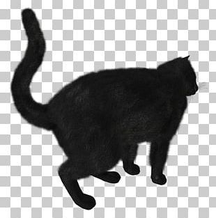 Black Cat Kitten PNG, Clipart, Animals, Autocad Dxf, Bat, Black, Black ...