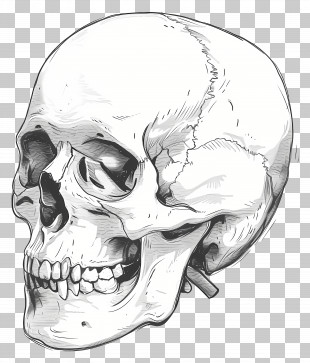 Skull - Human Skull In Detailed Illustration PNG
