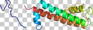 Organism Line PNG