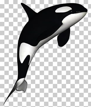 The Killer Whale Cetacea PNG, Clipart, Animal, Animals, Beak, Beluga ...