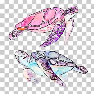 Turtle Cartoon Drawing PNG, Clipart, Animals, Big, Big Eyes, Bigheaded ...