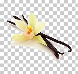 Petal Ice Cream Flower Vanilla Plants PNG, Clipart, Chocolate, Cookies ...