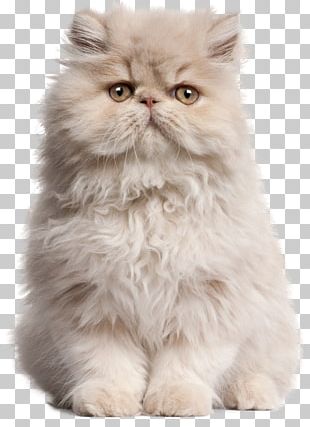 Persian Cat Kitten Breed Meme Hotel PNG, Clipart, Animals, Breed ...