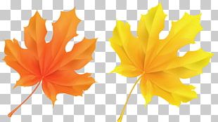 Autumn Leaf Color Autumn Leaves PNG, Clipart, Autumn, Autumn Leaf Color ...