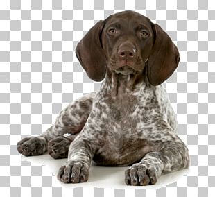 Poodle Beagle German Shorthaired Pointer Dalmatian Dog Puppy Png