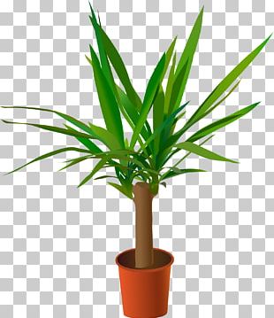 Yoga Plant , Png Download - Yucca Plant Png, Transparent Png , Transparent  Png Image - PNGitem