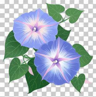 Morning Glory Flowers - Morning Glory Flowers With Leaves PNG