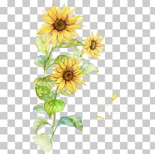 Dahlia Common Sunflower Daisy Family Petal PNG, Clipart, Annual Plant ...