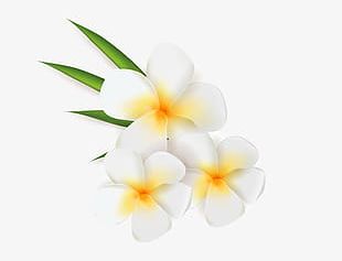 plumeria tree png clipart