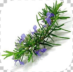 Rosemary Herb Thymes Hair PNG, Clipart, Almond Oil, Food, Grass, Grass ...