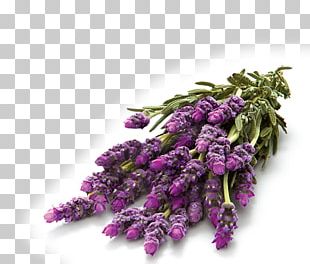 https://thumbnail.imgbin.com/0/18/7/imgbin-english-lavender-glade-air-fresheners-perfume-best-choice-co-ltd-fragrant-TJf9UsesE5wqHkMeK5WZfercX_t.jpg