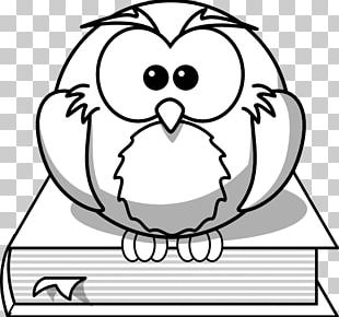 Owl Bird Drawing Cartoon PNG